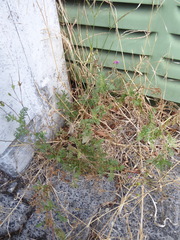 Erodium cicutarium