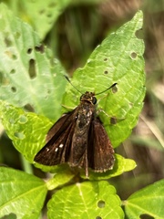 Euphyes vestris