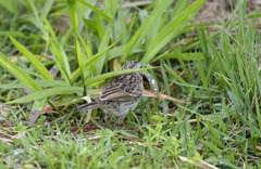 Ammodramus humeralis