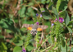 Macroglossum stellatarum