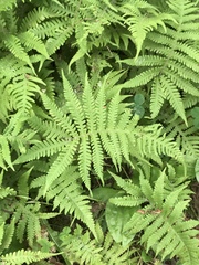 Phegopteris