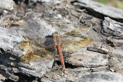 Sympetrum madidum