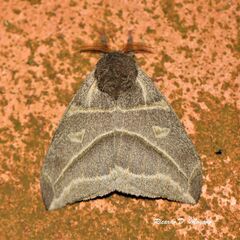 Austrolippa cruenta