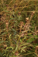 Centaurea nigra