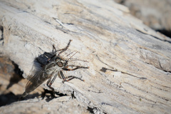 Neomochtherus willistoni