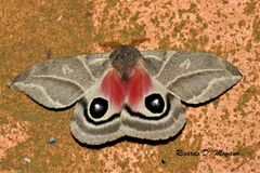 Austrolippa cruenta