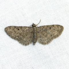 Eupithecia miserulata