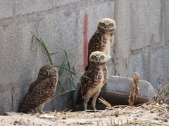 Athene cunicularia