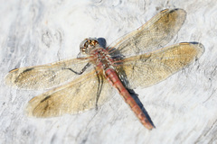 Sympetrum madidum