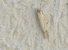 Agriphila vulgivagellus