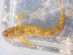 Coryphoblennius galerita