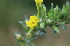 Oenothera parviflora