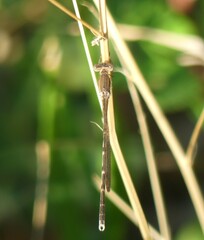 Sympecma fusca