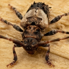 Pogonocherus hispidus