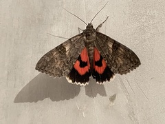 Catocala nupta