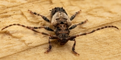 Pogonocherus hispidus