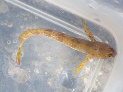 Coryphoblennius galerita