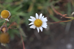 Leucanthemum vulgare