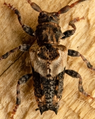 Pogonocherus hispidus