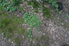 Veronica officinalis