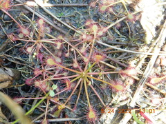 Drosera intermedia