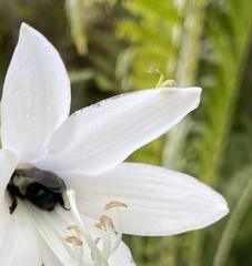 Thomisidae