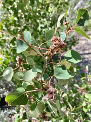 Aceria parapopuli