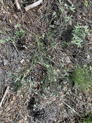 Ipomopsis multiflora