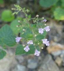 Clinopodium
