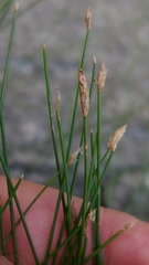 Eleocharis