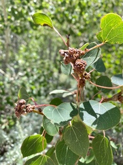 Aceria parapopuli