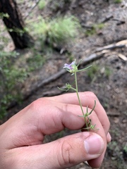 Ipomopsis multiflora