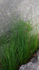 Eleocharis