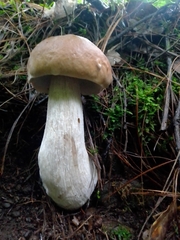 Boletus