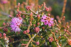 Melaleuca empetrifolia
