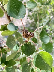 Aceria parapopuli