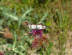 Melanargia lachesis