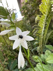 Thomisidae