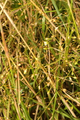 Stellaria graminea