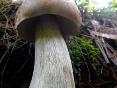 Boletus