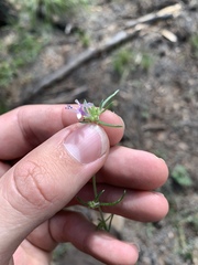 Ipomopsis multiflora