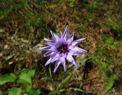 Catananche caerulea