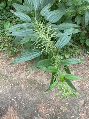Urtica dioica