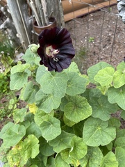 Alcea