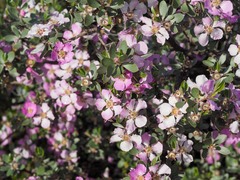 Leptospermum sericeum