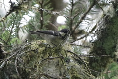 Periparus ater