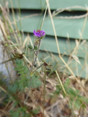 Erodium cicutarium
