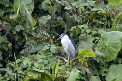 Nycticorax nycticorax