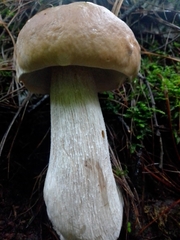 Boletus