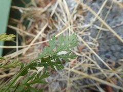 Erodium cicutarium